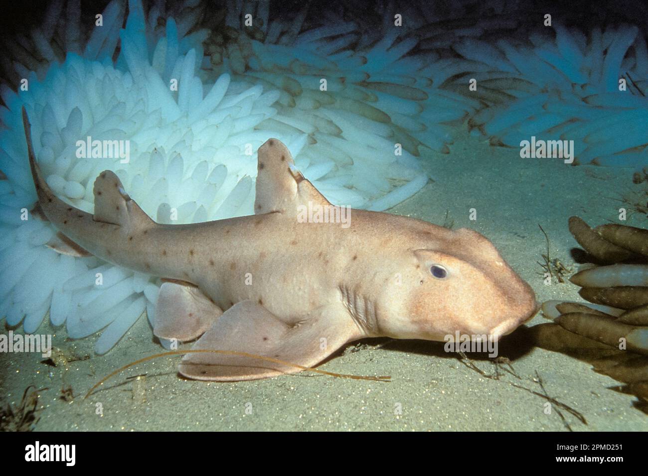 horn shark, Heterodontus francisci, foraging among opalescent inshore squid, or California market squid eggs, Doryteuthis opalescens (formerly Loligo Stock Photo