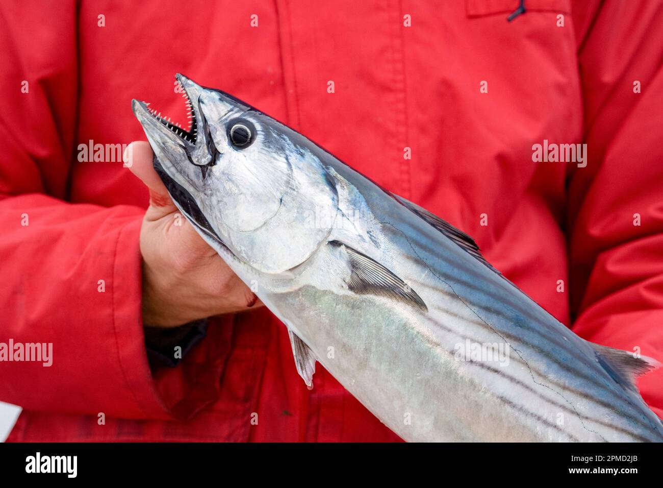 Pacific bonito, Sarda chiliensis, caught on live sardine, Baja California, Mexico, pacific ocean Stock Photo