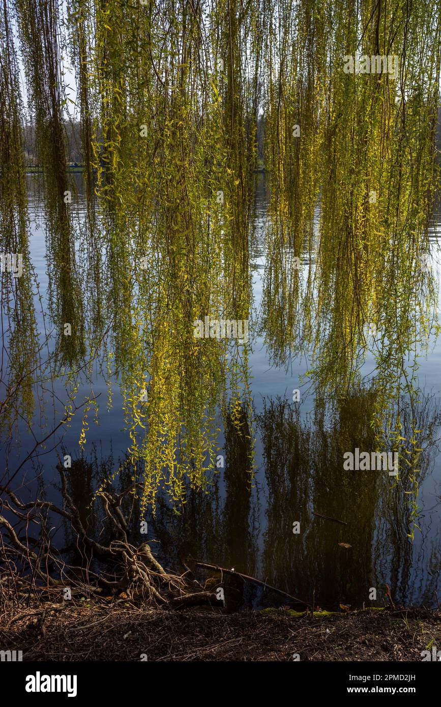 Branches of a weeping willow (Salix babylonica) hanging over the river