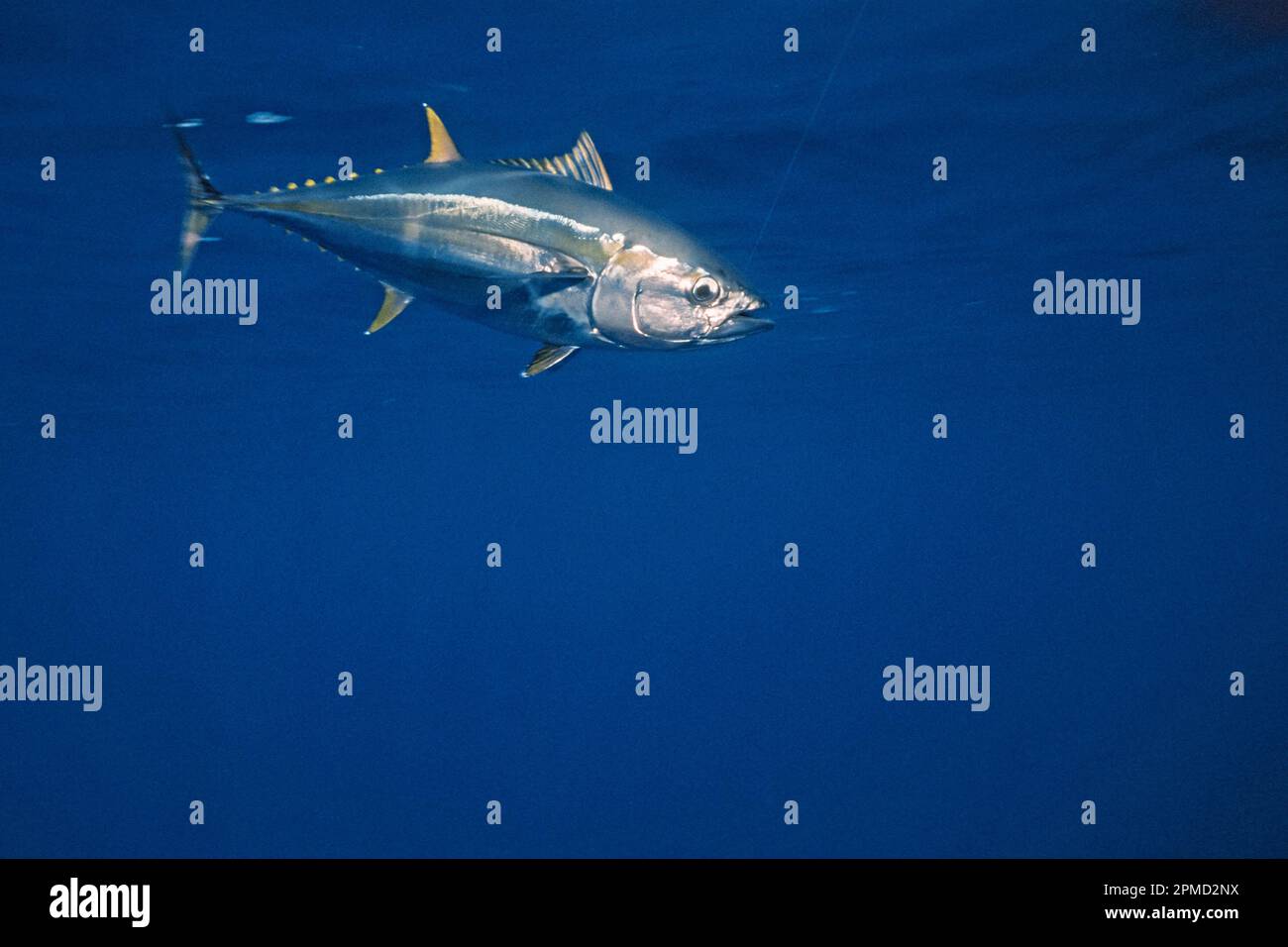 yellowfin tuna, Thunnus albacares, hooked sportfishing, San Diego, California, USA, Pacific Ocean Stock Photo