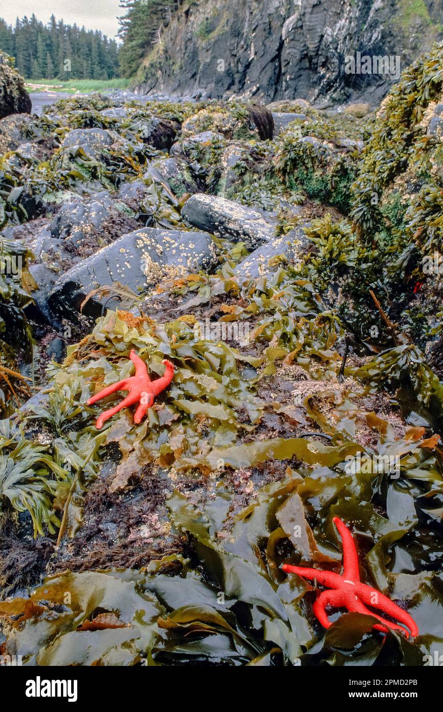 blood sea stars, Henricia sp., low tide, Fort Abercrombie State Park, Kodiak Island, Alaska, Pacific Ocean Stock Photo