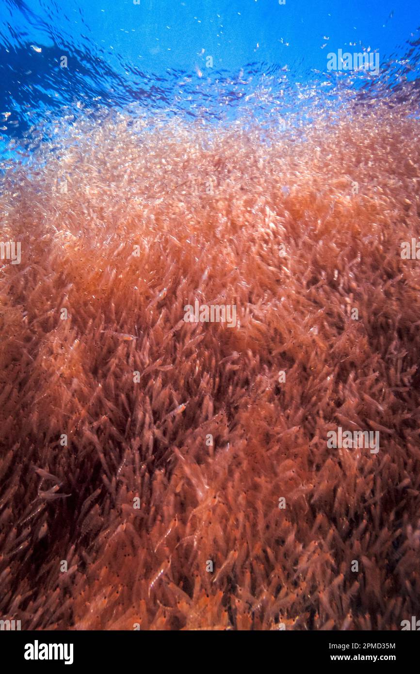Krill, Euphausiid, Thysanoessa spinifera, san diego, california, pacific ocean Stock Photo