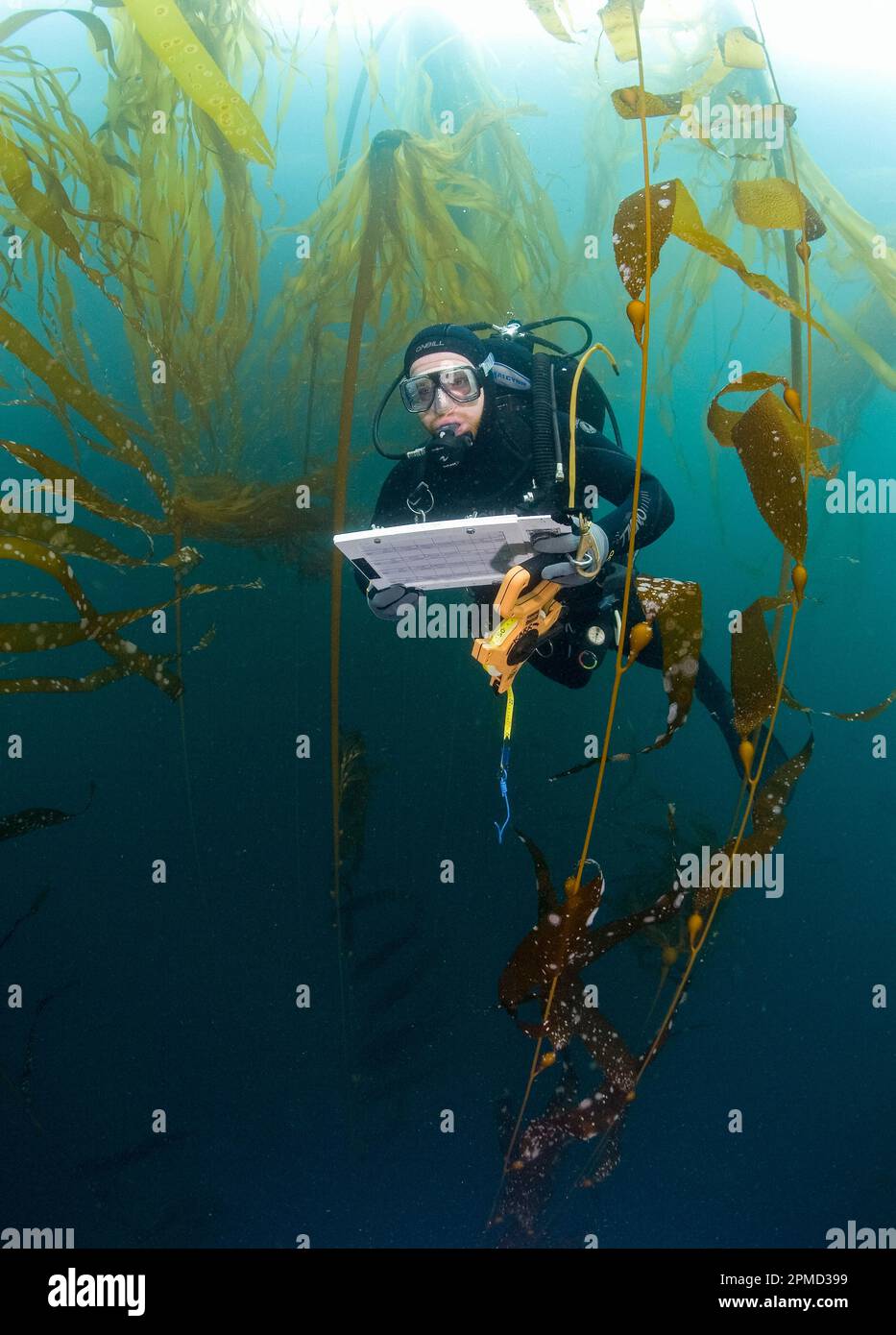 UC Santa Cruz research diver, Patrick Berk, performs rockfish survey off Asilomar, Kelp Forest, Macrocystis pyrifera, Nereocystis sp., Monterey, Calif Stock Photo