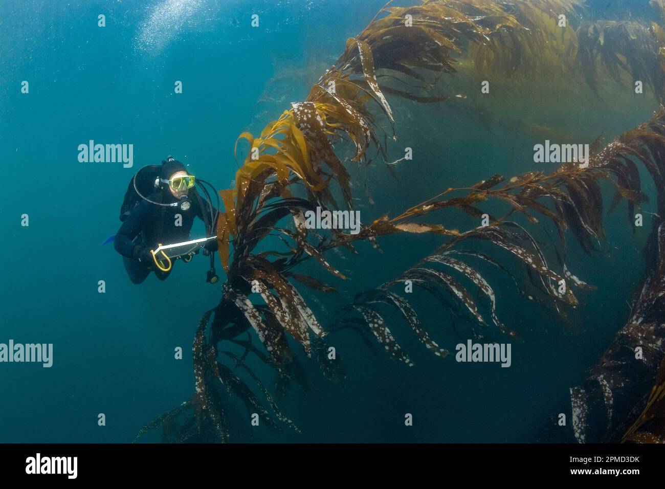 TNC Biologist, Mike Beck, performs rockfish survey in giant kelp forest, macrocystis pyrifera, Asilomar, Monterey, California, USA, Pacific Ocean Stock Photo