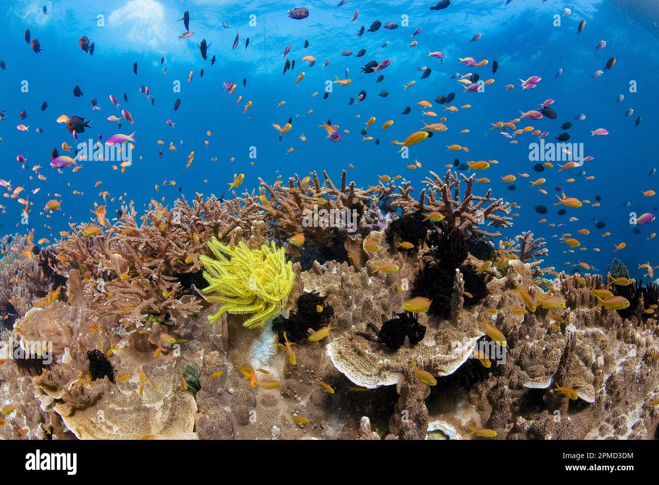 coral reef, Black & Silver reef, East End, Milne Bay, Papua New Guinea, Indo-pacific ocean Stock Photo