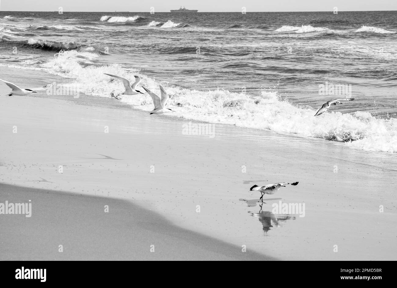 A group or flock of birds flying in the shore of Virginia Beach. Stock Photo