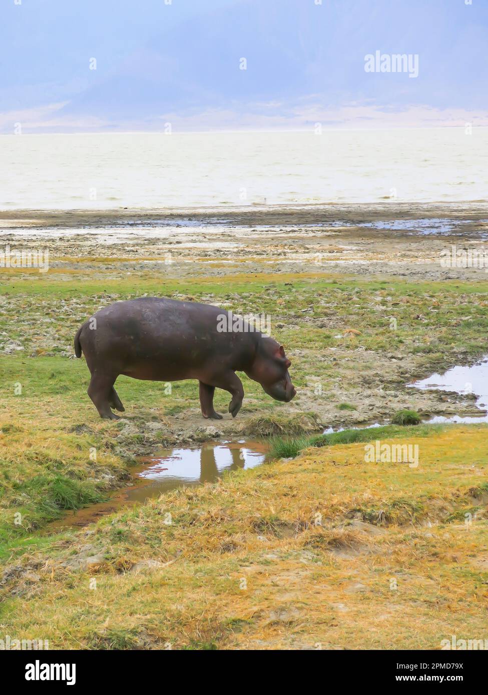 Hippopotamus Finding Nourishment on the Flat Land, Tanzania, East Africa Stock Photo
