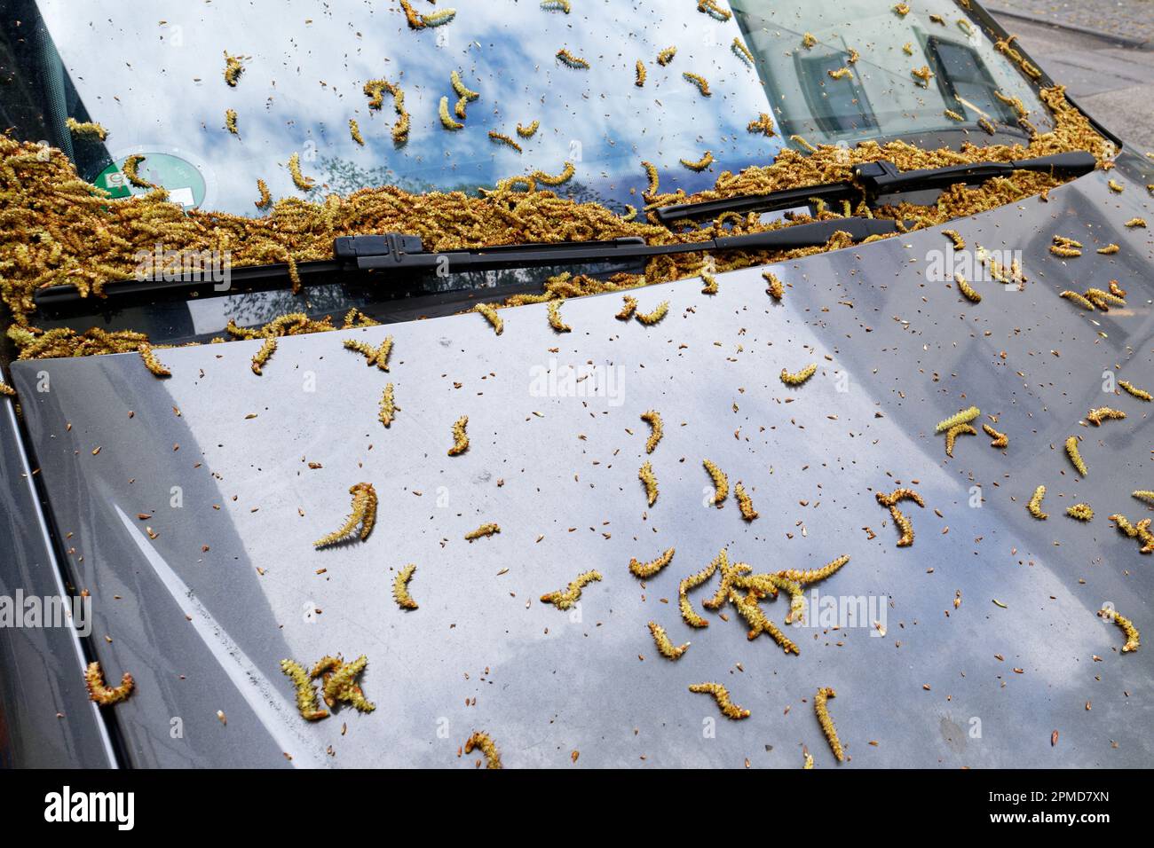 many fallen catkins of a hornbeam on a car parked in an alley in springtime Stock Photo