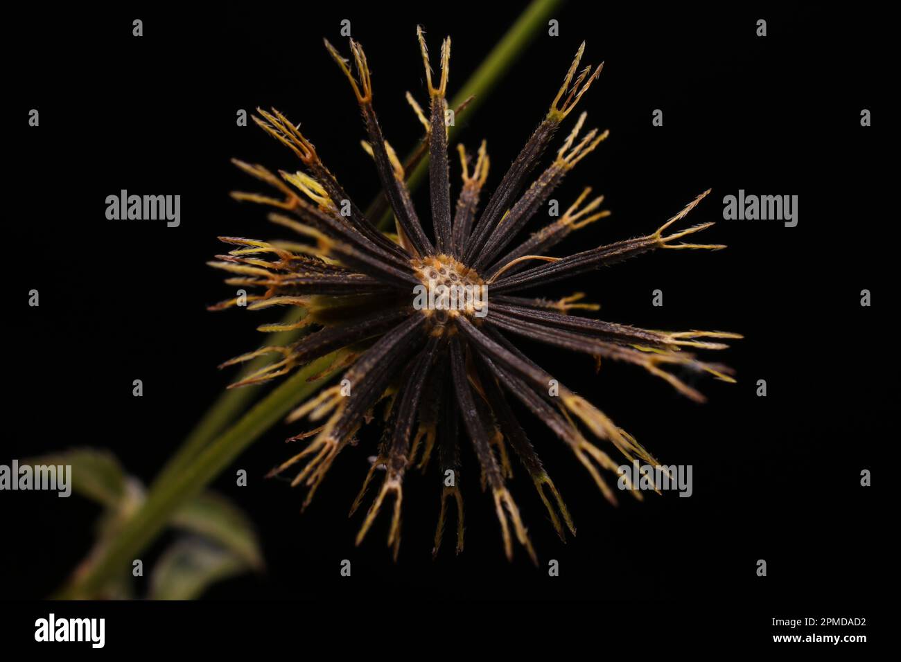 Macro of a water droplet splash with a second drop suspended above, on a soft gradient background – purity, freshness and timing concept. Stock Photo