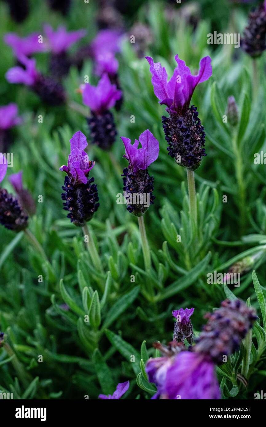 French lavender, or topped lavender , close up,  a species of flowering plant in the Lamiaceae family Stock Photo