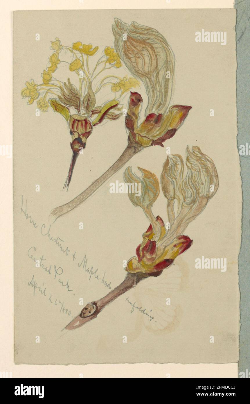 Drawing, Horse Chestnut and Maple Buds Unfolding, Central Park; Samuel Colman (American, 1832 - 1920); USA; brush and watercolor, gouache, graphite on light grey paper; 27.1 × 17.5 cm (10 11/16 × 6 7/8 in.) Stock Photo