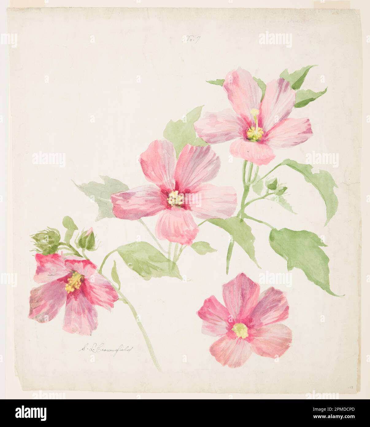 Drawing, Study of Mallow; Designed by Sophia L. Crownfield (American, 1862–1929); USA; brush and watercolor on white paper; 56.2 × 51.2 cm (22 1/8 × 20 3/16 in.) Mat: 71.1 × 55.9 cm (28 × 22 in.) Stock Photo