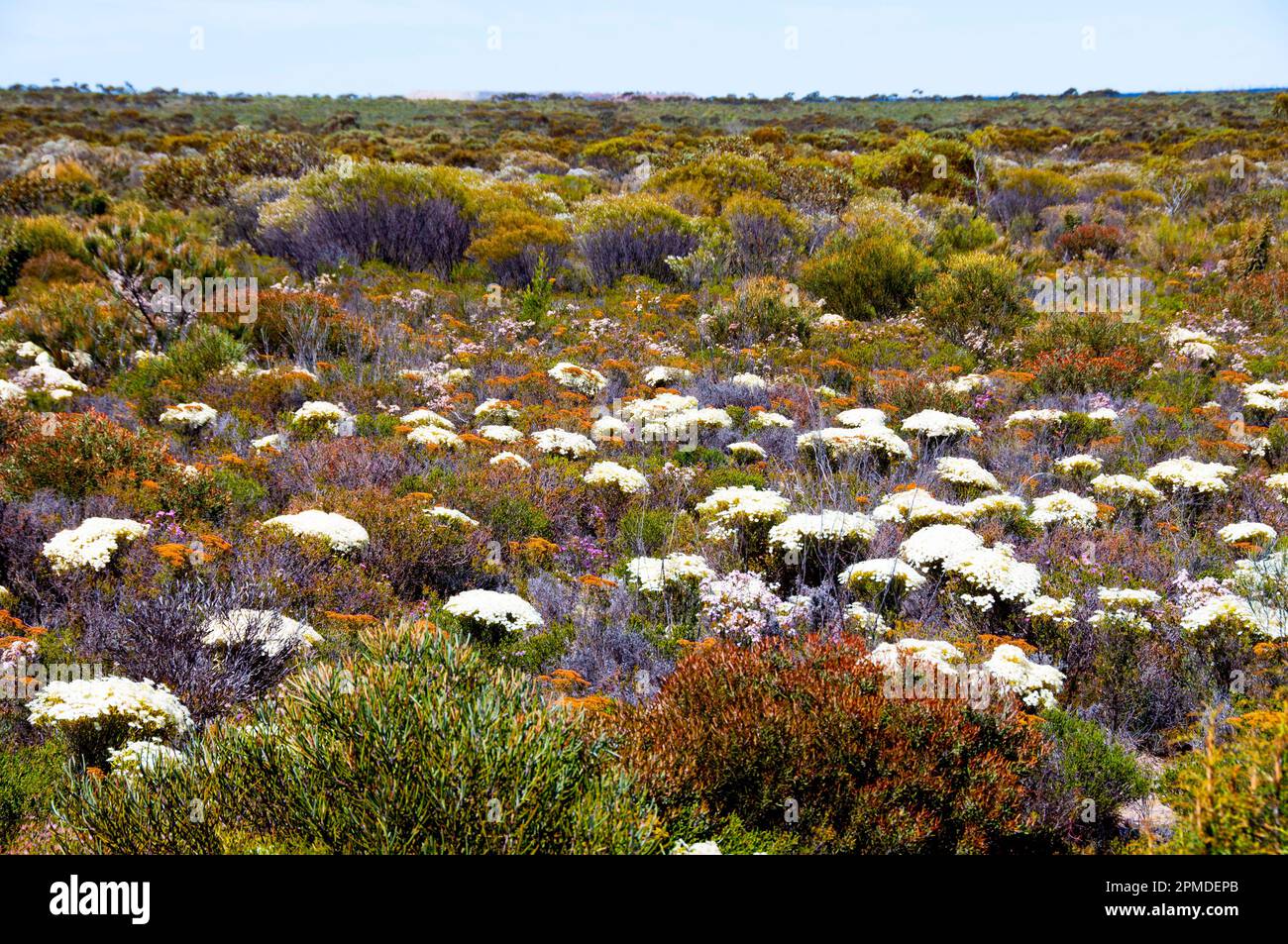 Spring Wildflowers - Western Australia Stock Photo
