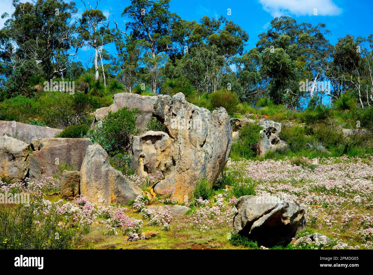 John Forrest National Park Western Australia Stock Photo Alamy