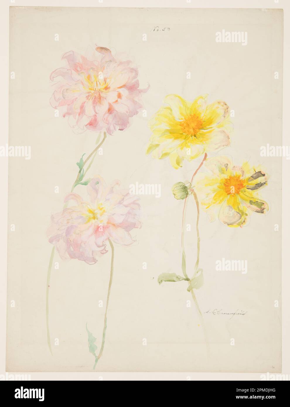 Drawing, Study of Dahlias; Designed by Sophia L. Crownfield (American, 1862–1929); USA; brush and watercolor, graphite on white paper; 60.8 × 45.9 cm (23 15/16 × 18 1/16 in.) Mat: 101.6 × 76.2 cm (40 × 30 in.) Stock Photo