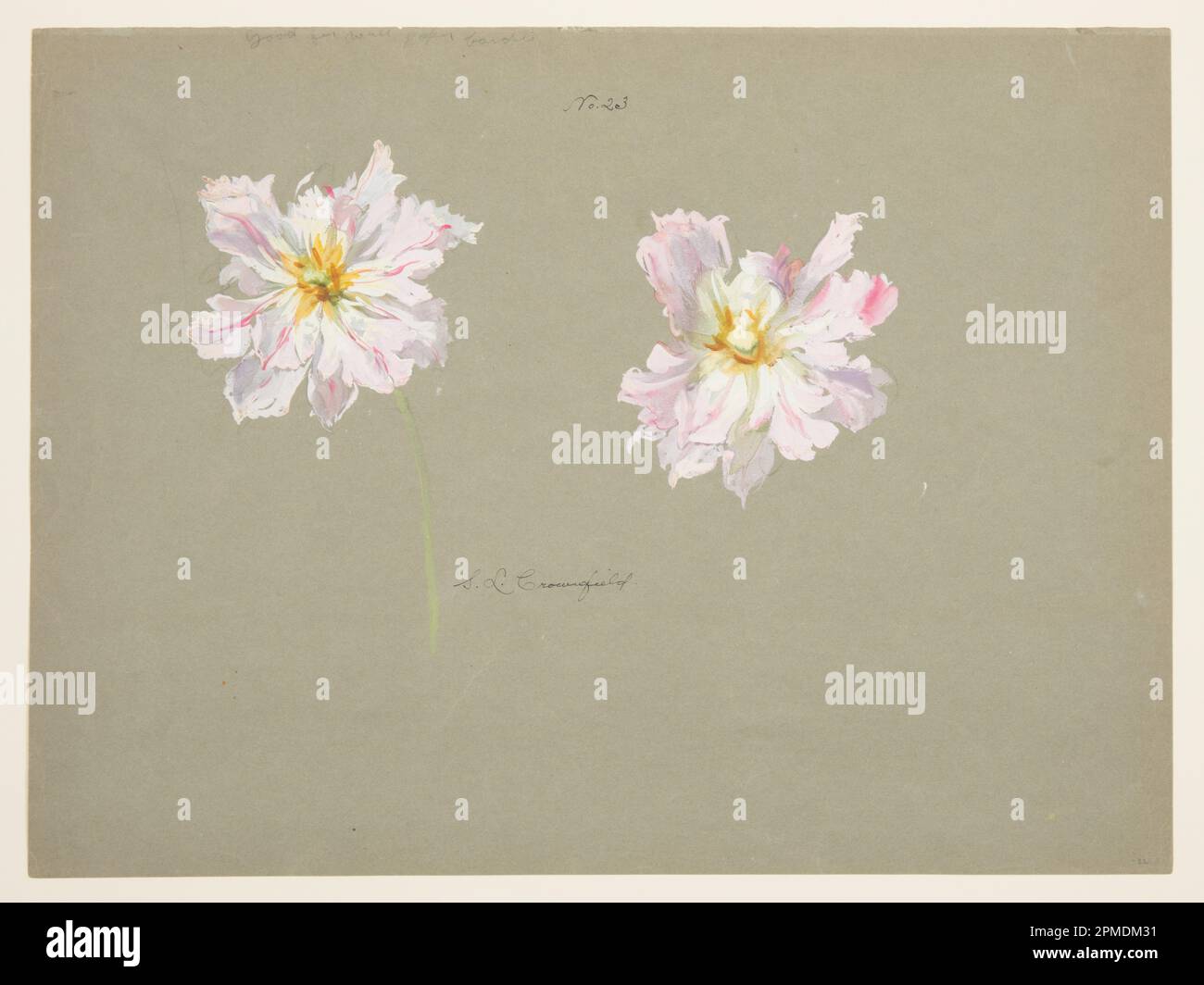 Drawing, Study of Pale Pink Peonies; Designed by Sophia L. Crownfield (American, 1862–1929); USA; brush and watercolor, graphite on gray paper; 46 × 61.3 cm (18 1/8 × 24 1/8 in.) Mat: 55.9 × 71.1 cm (22 × 28 in.) Stock Photo