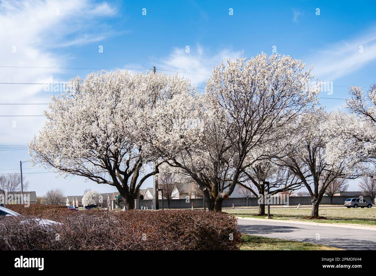 Callery Pear, or Bradford Pear ornamental trees, Pyrus calleryana, blooming in the springtime. Wichita, Kansas, USA. Stock Photo