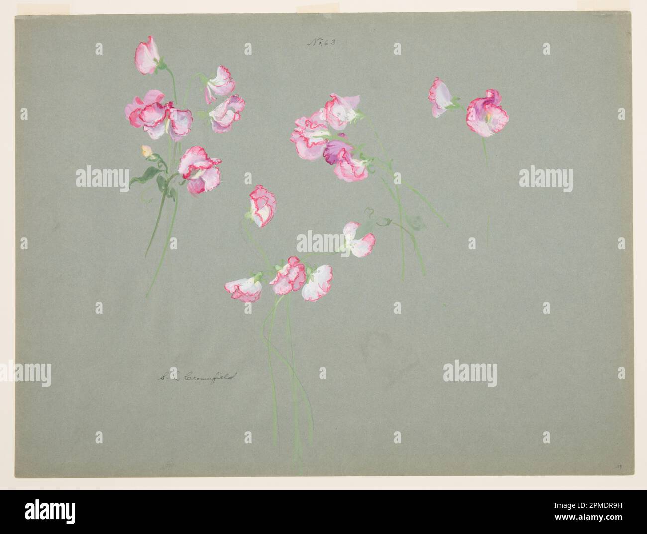 Drawing, Study of Sweet Peas; Designed by Sophia L. Crownfield (American, 1862–1929); USA; brush and watercolor on gray-green paper; 45.9 × 61 cm (18 1/16 in. × 24 in.) Mat: 55.9 × 71.1 cm (22 × 28 in.) Stock Photo