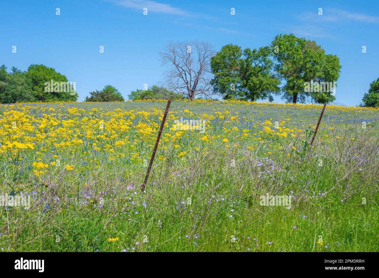 View of a wildflower meadow filled with Texas Groundsel and bluebonnets. Stock Photo