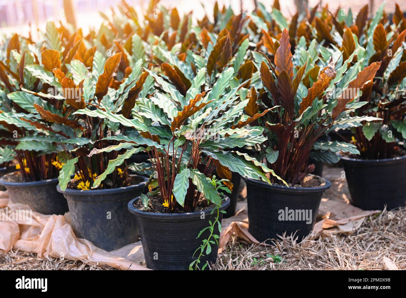 Calathea rufibarba fenzl hi-res stock photography and images - Alamy