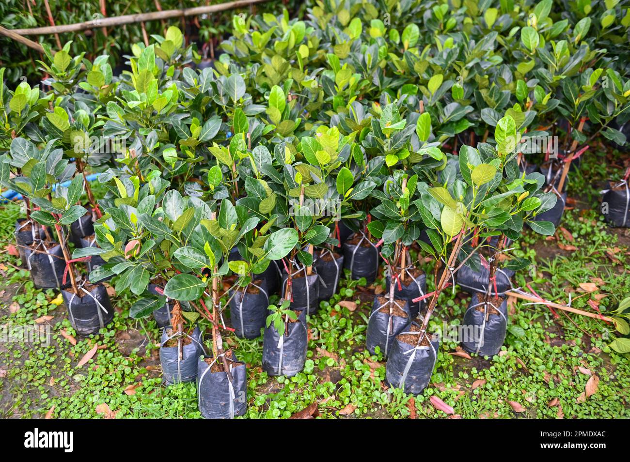 jackfruit plant tree , Young plant of jackfruit in soil seedling bag
