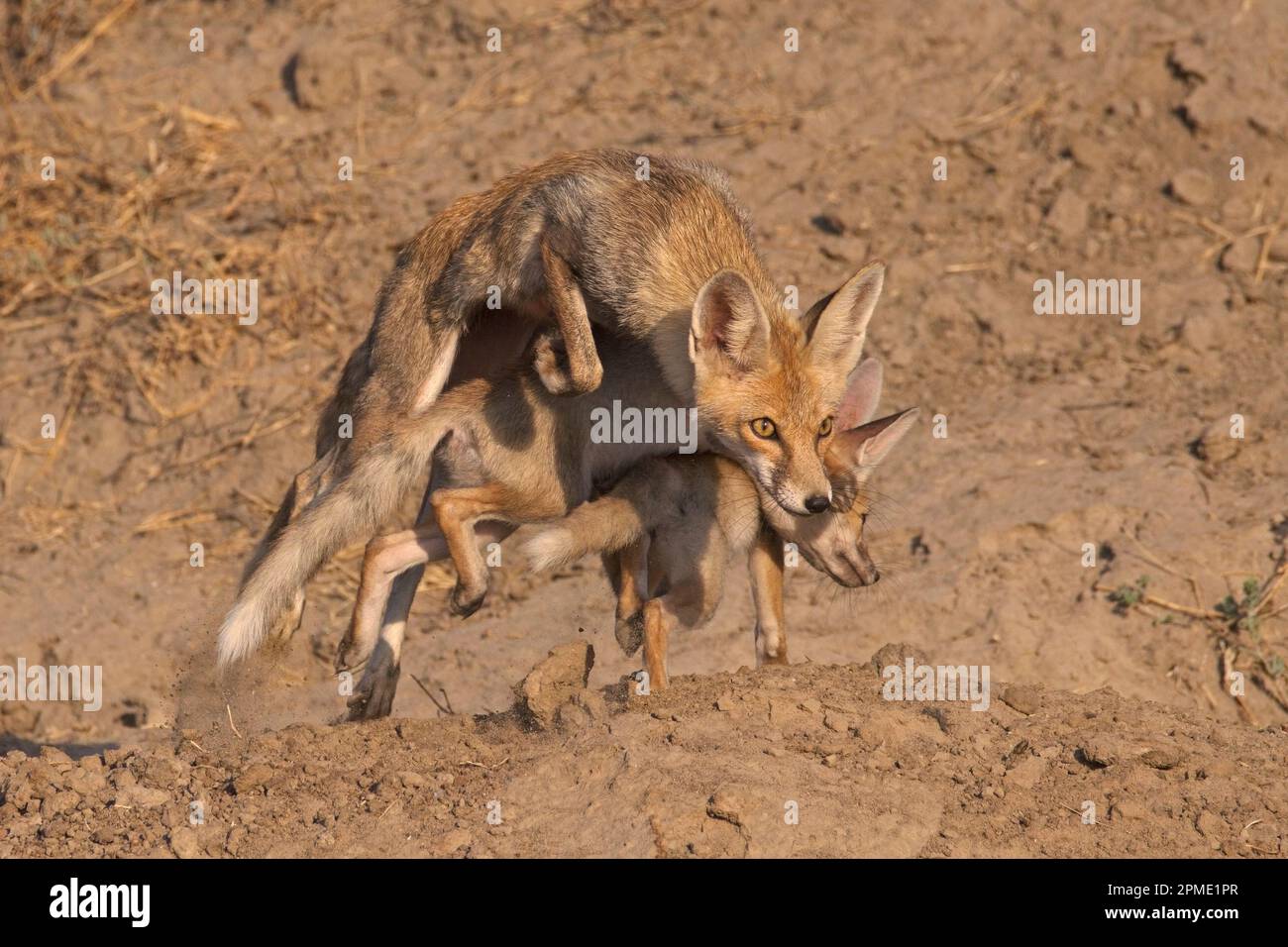 desert fox (vulpes vulpus pusilla) cubs playing with male white footed fox Stock Photo