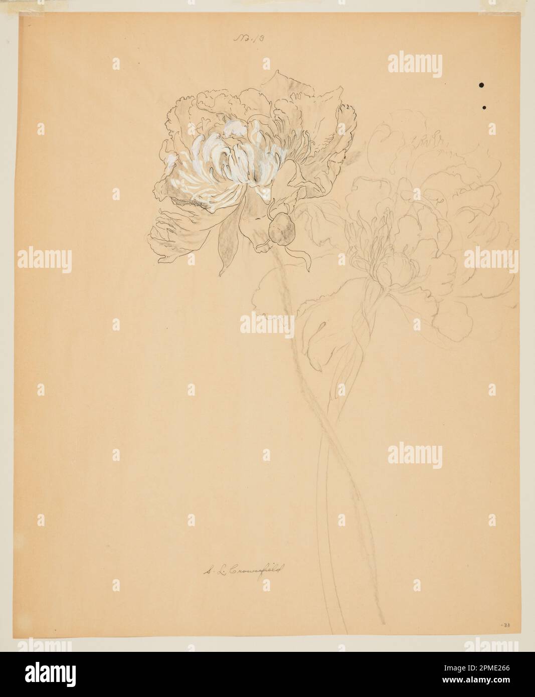 Drawing, Study of Peonies; Designed by Sophia L. Crownfield (American, 1862–1929); USA; graphite, pen and ink, brush and white gouache on tracing paper; Sheet: 48.2 x 59.3 cm (19 x 23 3/8 in.) Stock Photo