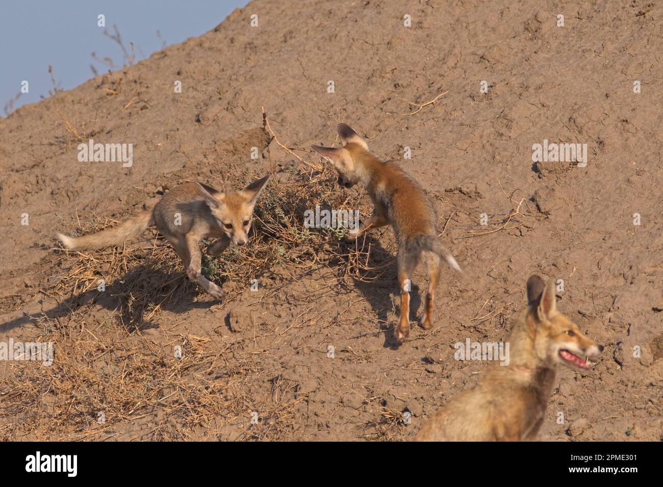 desert fox (vulpes vulpus pusilla) cubs playing Stock Photo