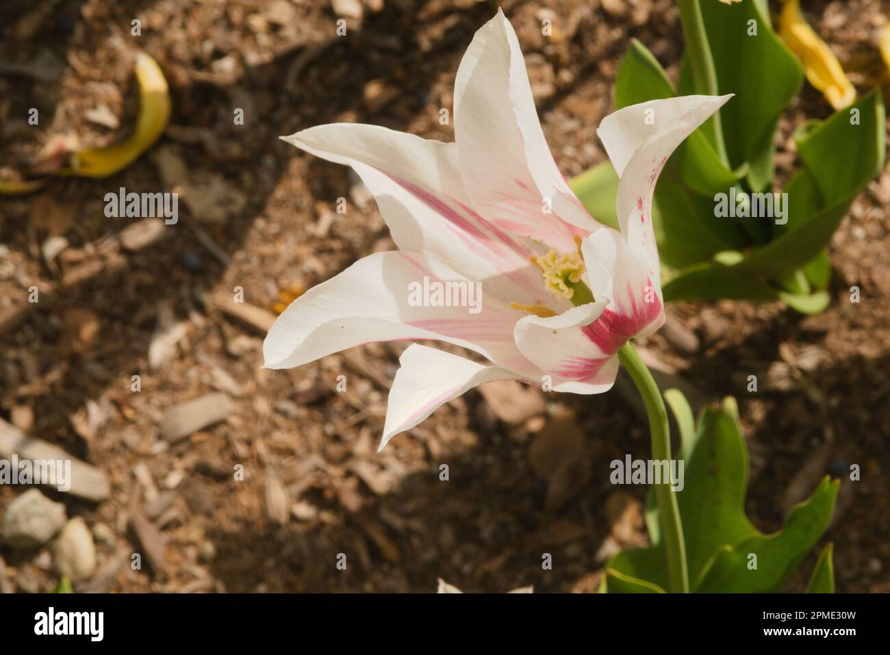 Tulip blossom, signifying spring with mother nature's hand in beasuty