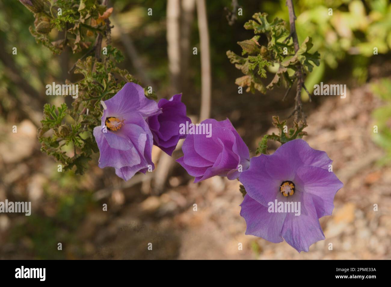 Periwinkles shining beauty,. color & life in the colorful spring garden, Stock Photo