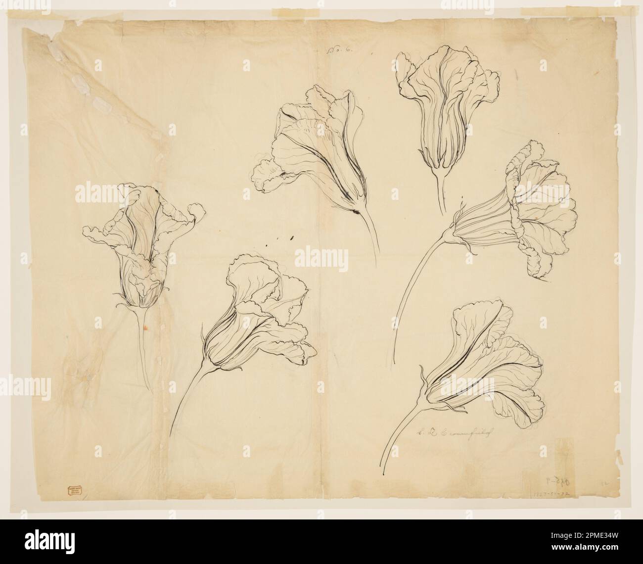 Drawing, Studies of Squash or Pumpkin Blossoms; Sophia L. Crownfield (American, 1862–1929); USA; graphite, pen and ink on tracing paper laid down; 48.3 x 59.2 cm (19 x 23 5/16 in.) Mat: 55.9 × 71.1 cm (22 × 28 in.) Stock Photo