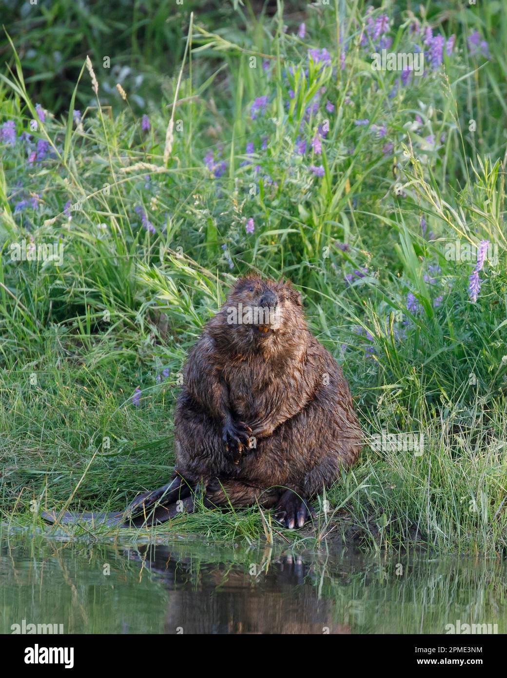A beaver sitting up among flowers in a meadow beside the pond in Fish Creek Provincial Park, Alberta, Canada. Castor canadensis. Stock Photo