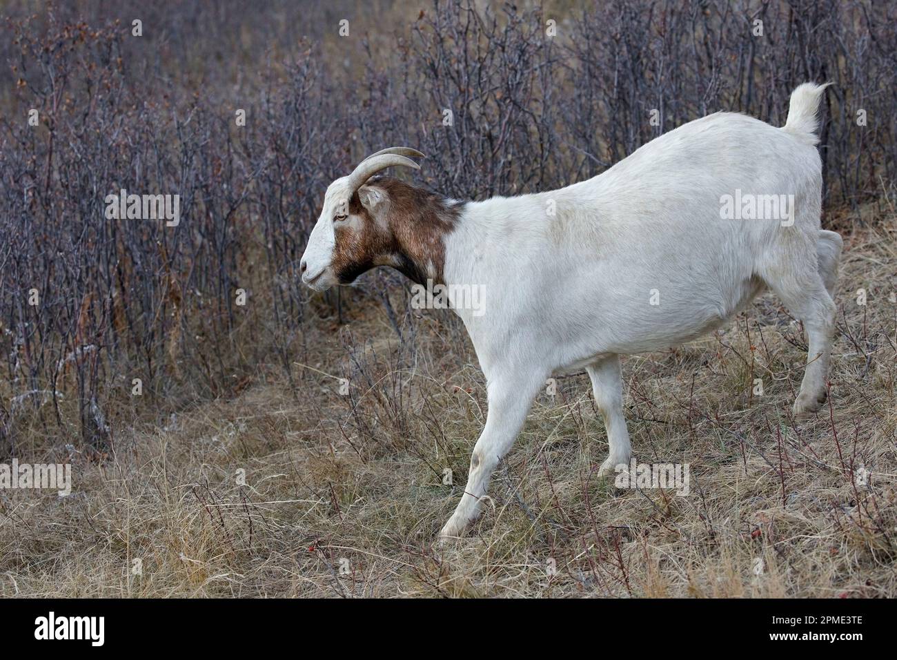 Domestic female brown and white goat walking through grassland with shrubs. The animal is part of a natural weed control project in Nose Hill Park. Stock Photo