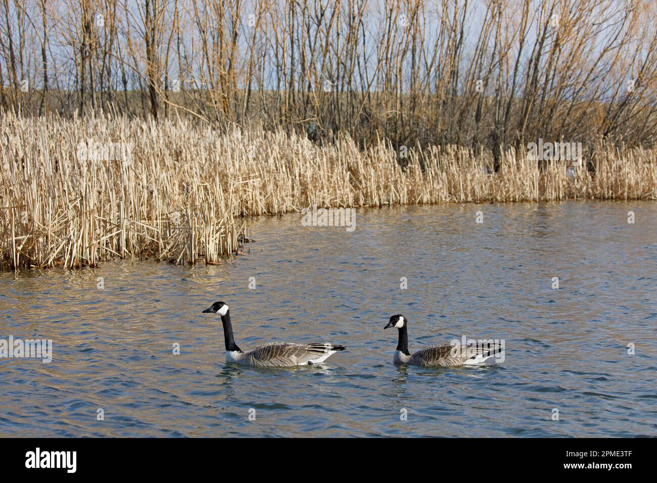Two Canada geese swimming in city stormwater treatment pond, Calgary, Alberta. Branta canadensis. Stock Photo