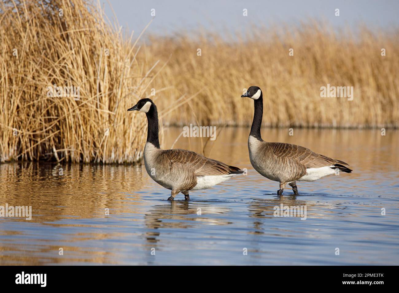 Pair of Canada geese wading through water along the shore of a marsh at Frank Lake Conservation Area, Alberta, Canada. Branta canadensis Stock Photo
