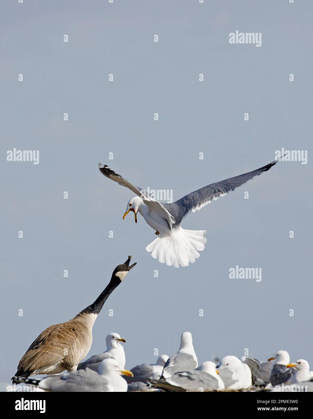 Canada goose hissing up at an attacking California gull in Frank Lake Conservation Area, Alberta, Canada. (Branta canadensis, Larus californicus) Stock Photo