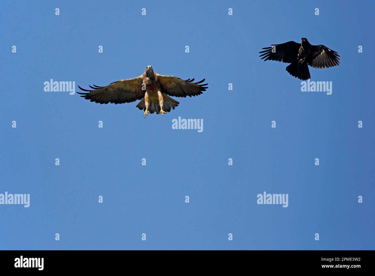 Blackbird chasing Swainson's hawk through the sky at Inglewood Bird Sanctuary, Calgary, Canada Stock Photo