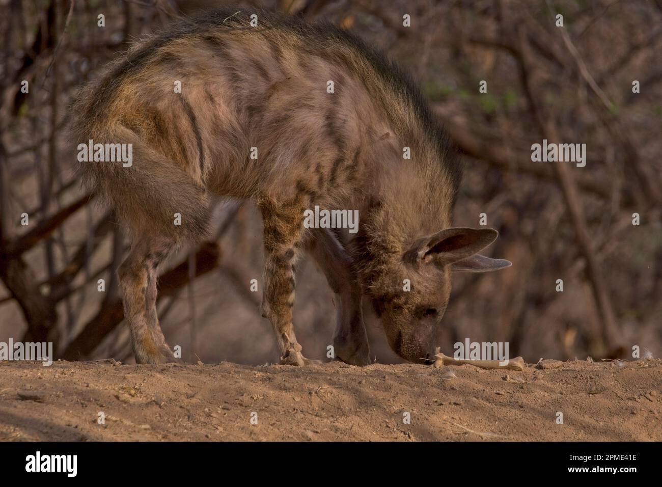 striped hyena (Hyaena hyaena) Stock Photo
