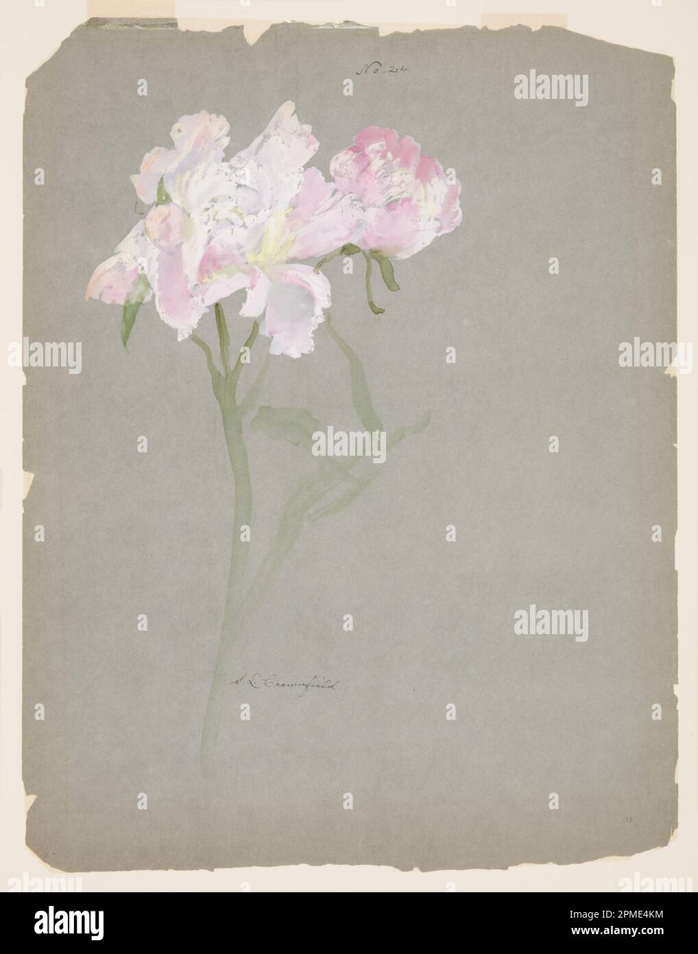 Drawing, Study of Peony Stalk with Blossoms; Designed by Sophia L. Crownfield (American, 1862–1929); USA; brush and gouache, graphite on gray paper; 64.8 × 50 cm (25 1/2 × 19 11/16 in.) Mat: 71.1 × 55.9 cm (28 × 22 in.) Stock Photo