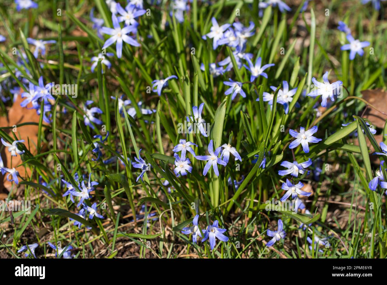 blue scilla lucilae spring violet flowers on sunny day closeup selective focus Stock Photo