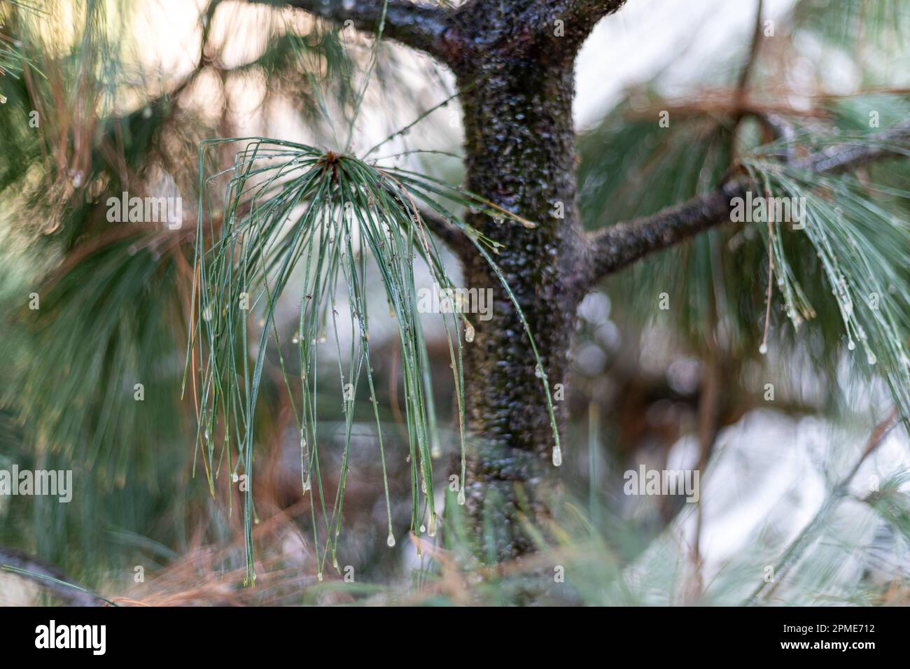 Dying pine tree due to tree disease Stock Photo