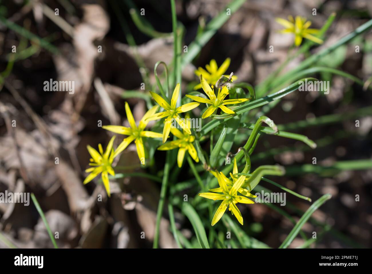 Gagea pratensis, yellow star-of-Bethlehem spring  yellow flowers closeup selective focus Stock Photo