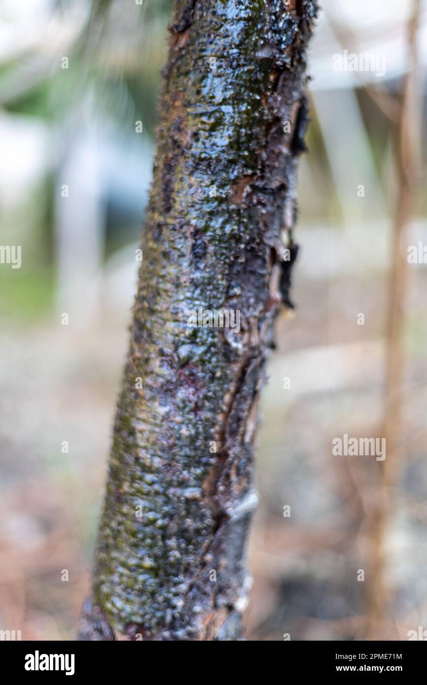 Insects attack on pine tree closeup with selective focus Stock Photo