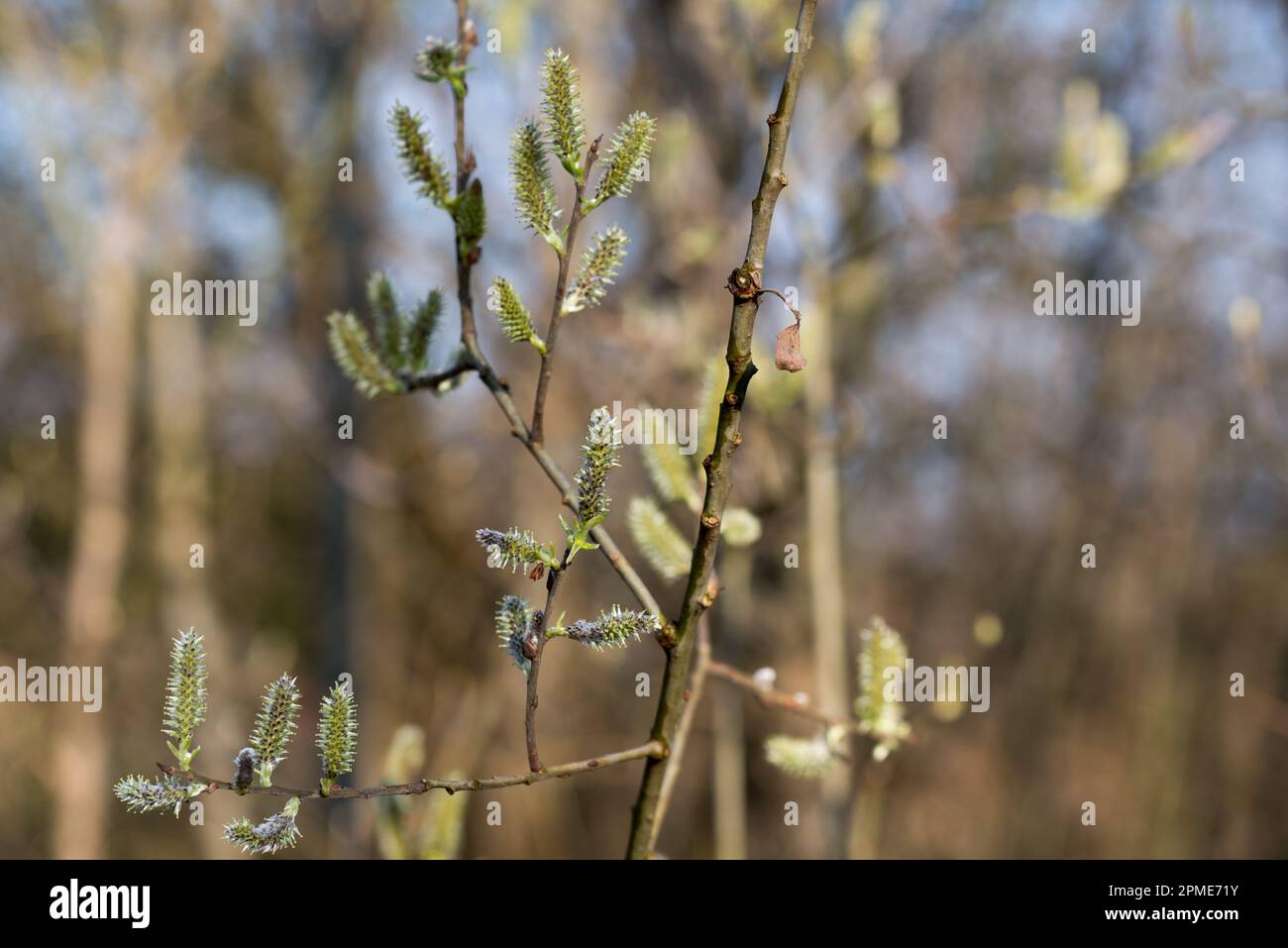 Willow green female catkins on twig closeup selective focus Stock Photo