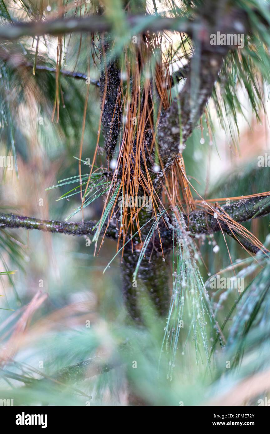 Dry needles of a pine tree in the forest. Disease of coniferous trees. Stock Photo