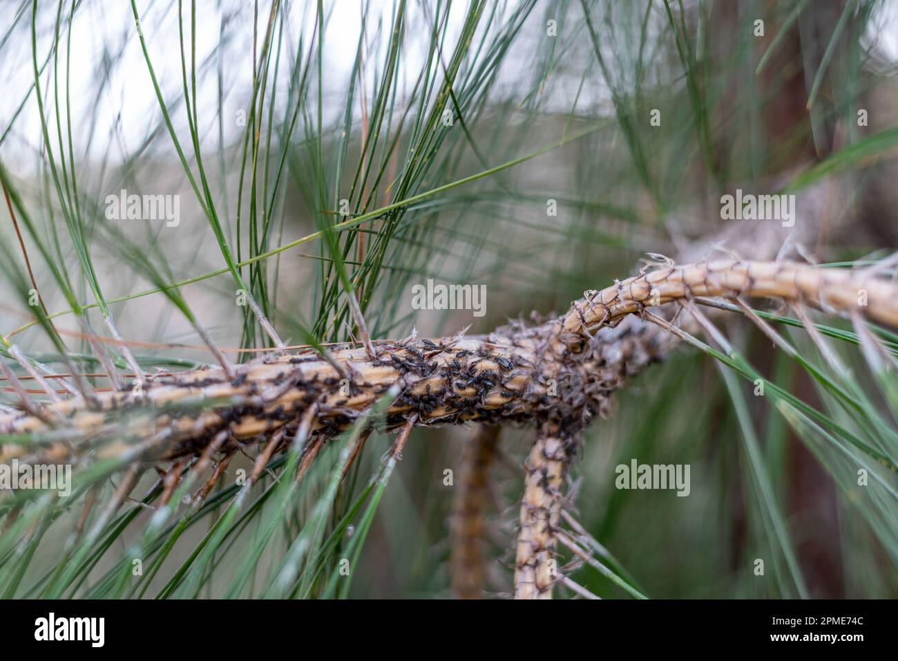 insect which feed on conifers and sucking sap insects on pine tree branch closeup with selective focus Stock Photo