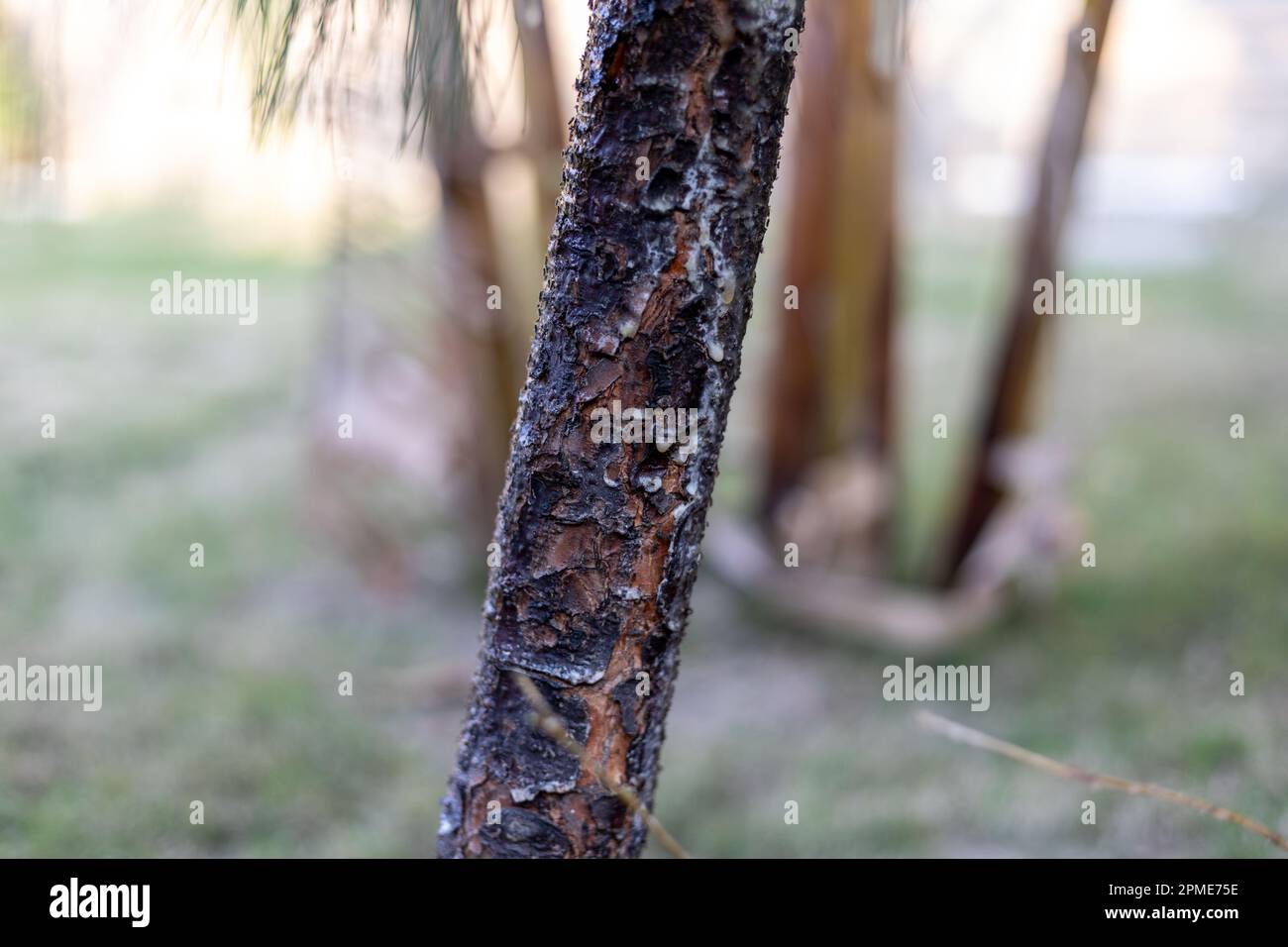 Infected and dying pine tree trunk closeup. selective focus Stock Photo