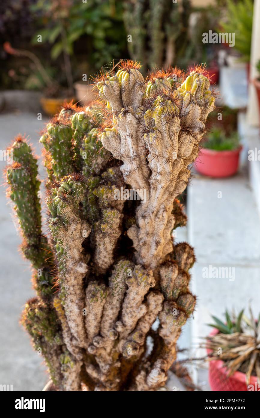 cactus infected with scale insect and mealy bugs closeup with selective focus Stock Photo