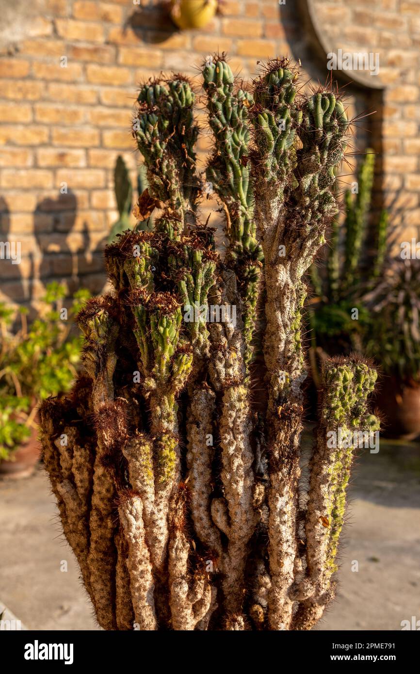 Sick cactus plant closeup with selective focus Stock Photo