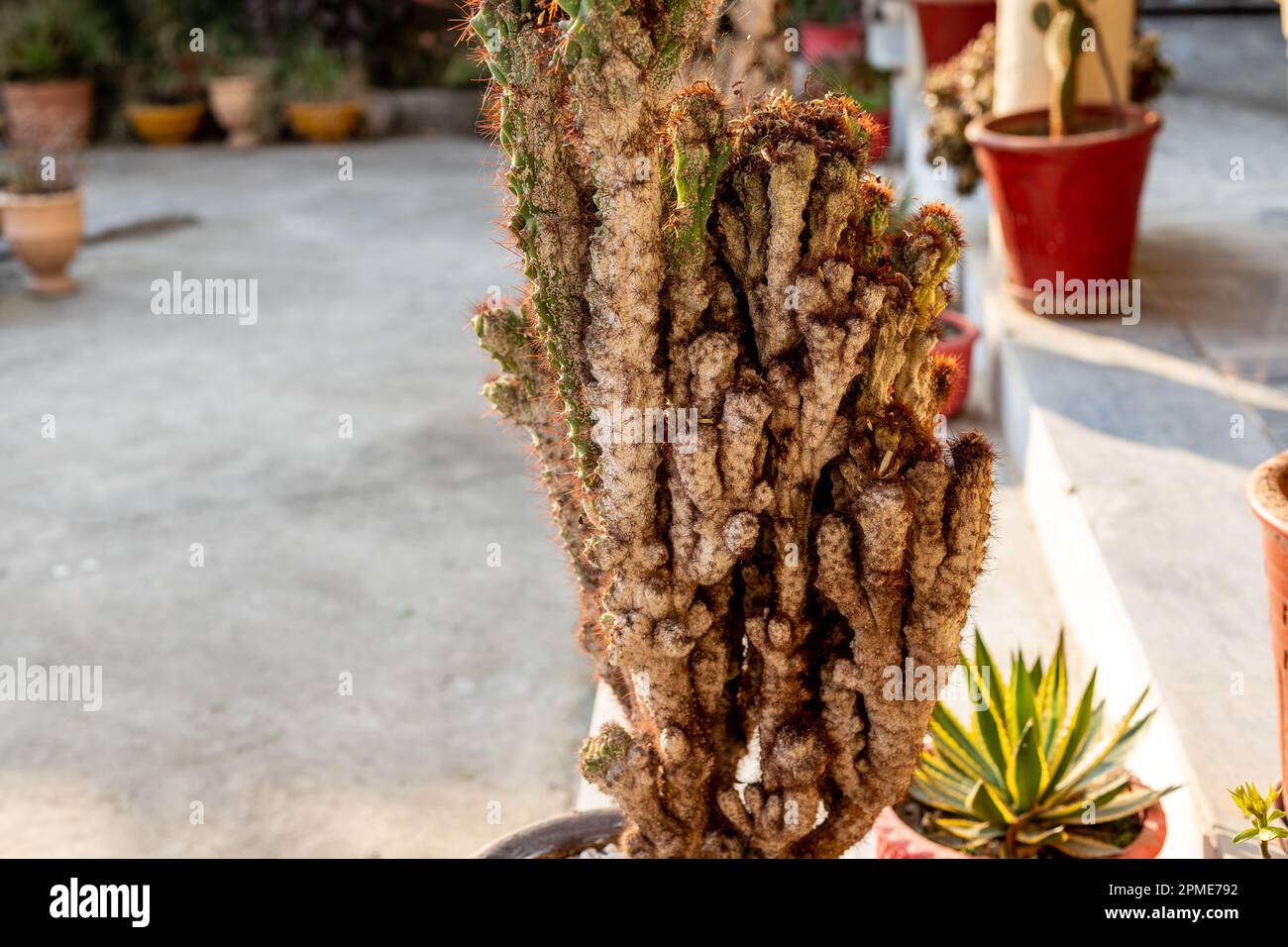 Scale and mealy bugs infected cactus plant. selective focus Stock Photo